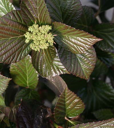 Viburnum Shiny Dancer®